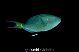 A Stoplight Parrotfish glides through the waters of the R... by David Gilchrist 